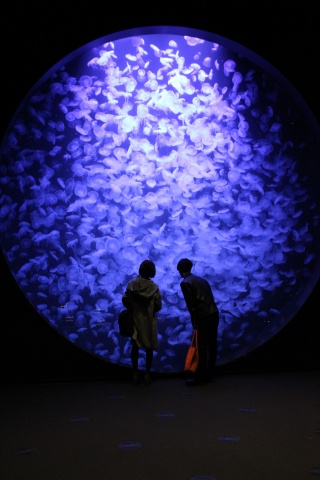 東北エプソンアクアリウムかもすい(クラゲドリームシアター)(Tsuruoka City Kamo Aquarium)