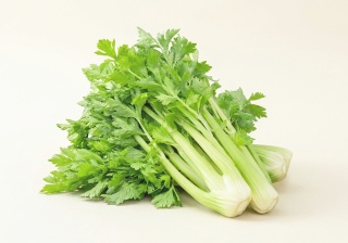 山形セルリー(Celery)