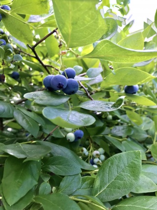 ブルーベリー（blueberry）