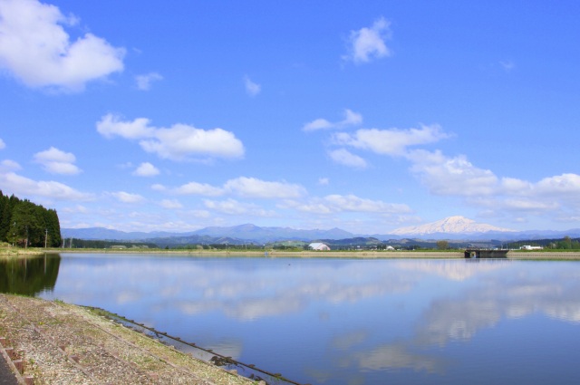 白鳥が集う 野々村ため池