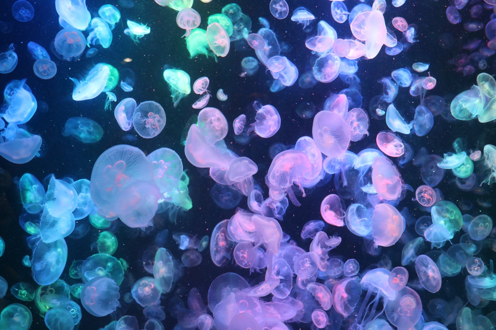 ギネス世界記録!世界一の“クラゲ水族館”