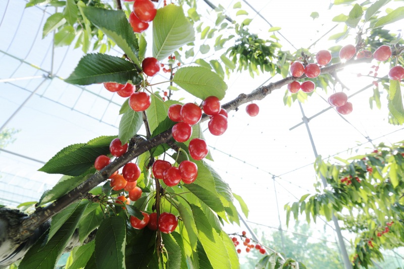 さくらんぼ狩りへ行こう!