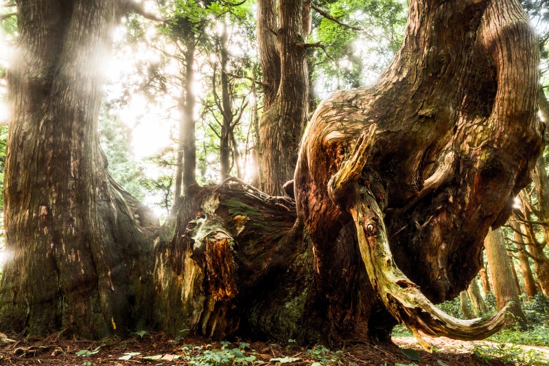 山形のフォトジェニックスポットを満喫しよう!