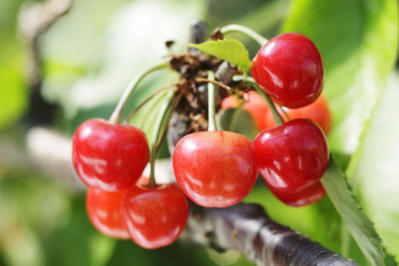 初夏のお出かけ特集【東北DC特集】