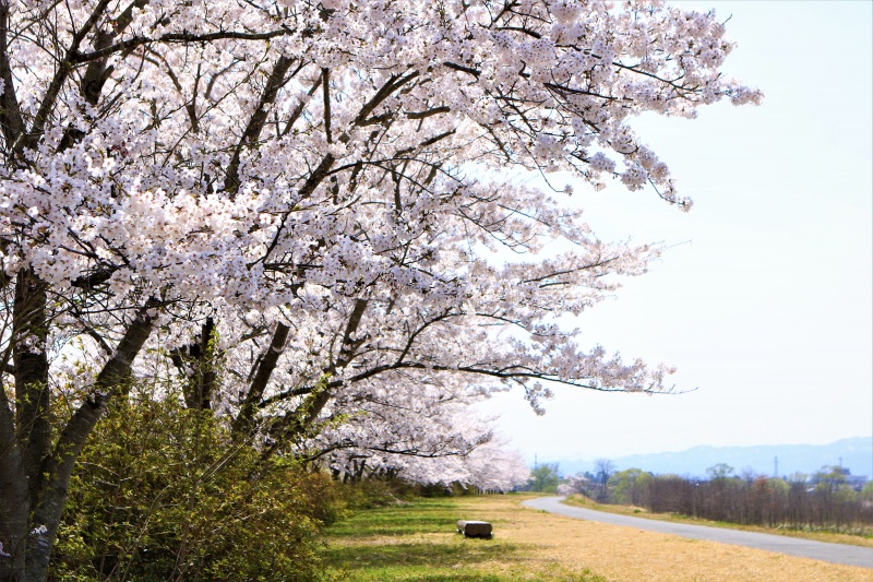 色とりどりの山形の花を探しに行こう!