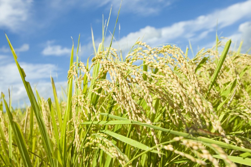 山形のブランド米「つや姫」~お米はここまで美味しくなれる。~