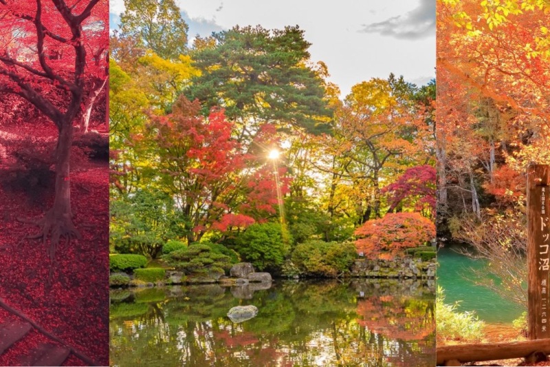 【2024年版】秋の風物詩!やまがたのおすすめ紅葉スポット