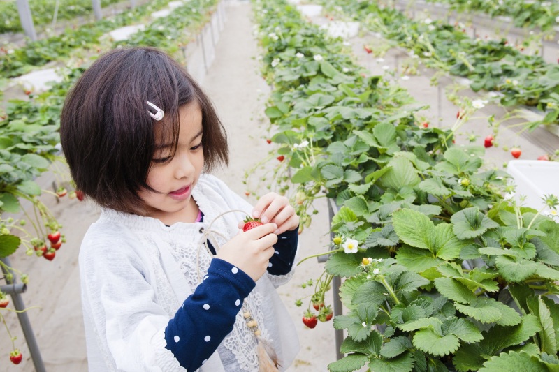 2026年版 山形・春のいちご狩りに行こう!