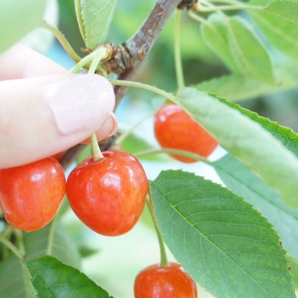 初夏の味覚!さくらんぼ狩り