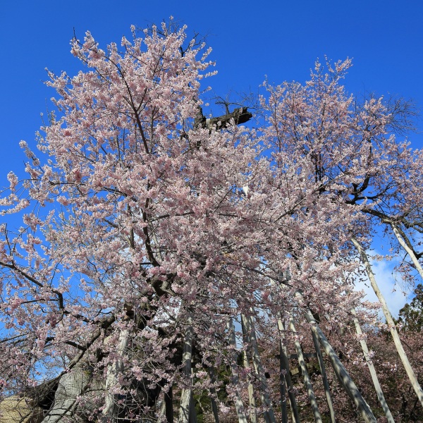 4月下旬限定!古木・巨木の桜と白川ダム水没林