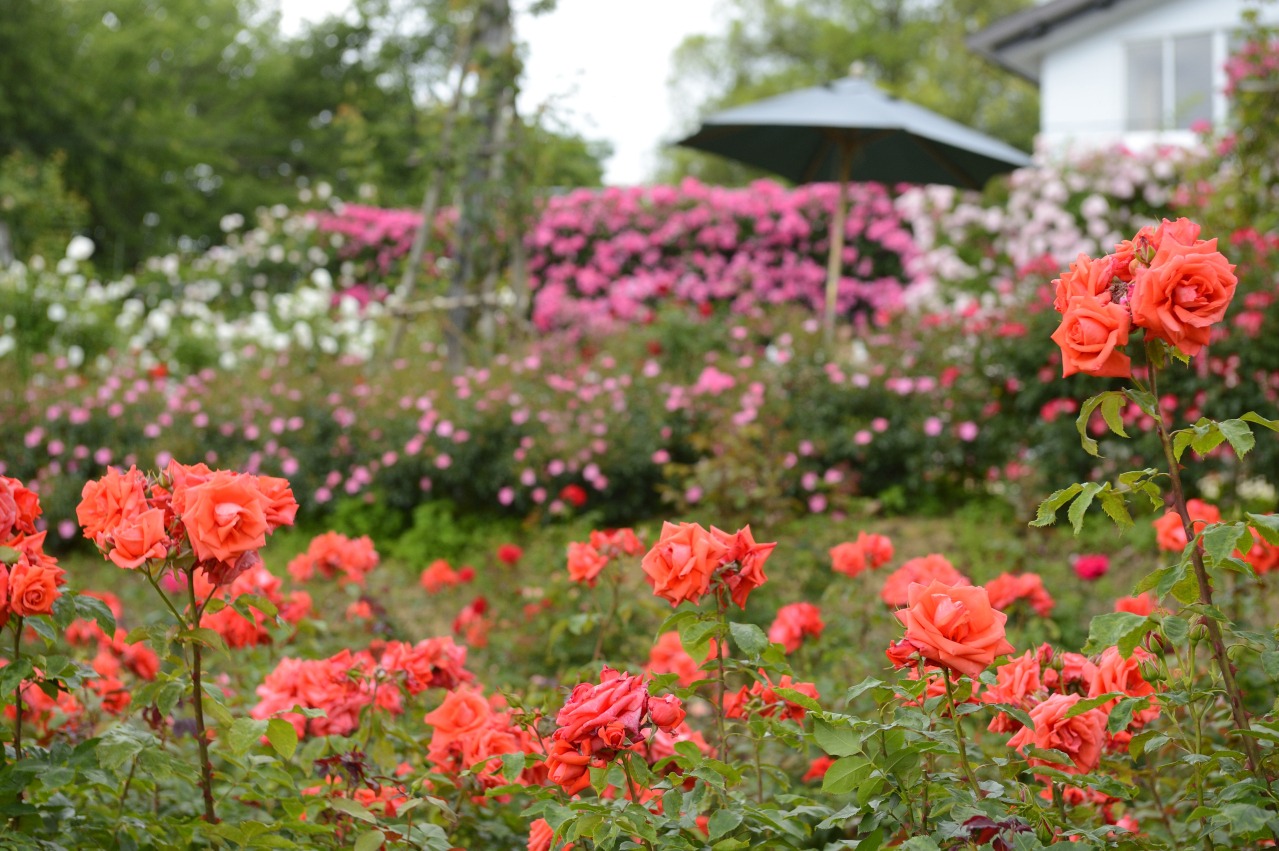 Sosho Rose Park