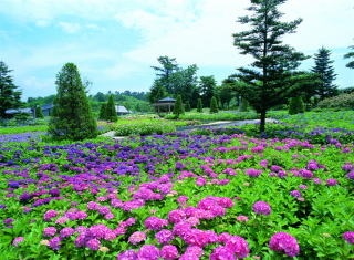 フォトジェニックなあじさい公園