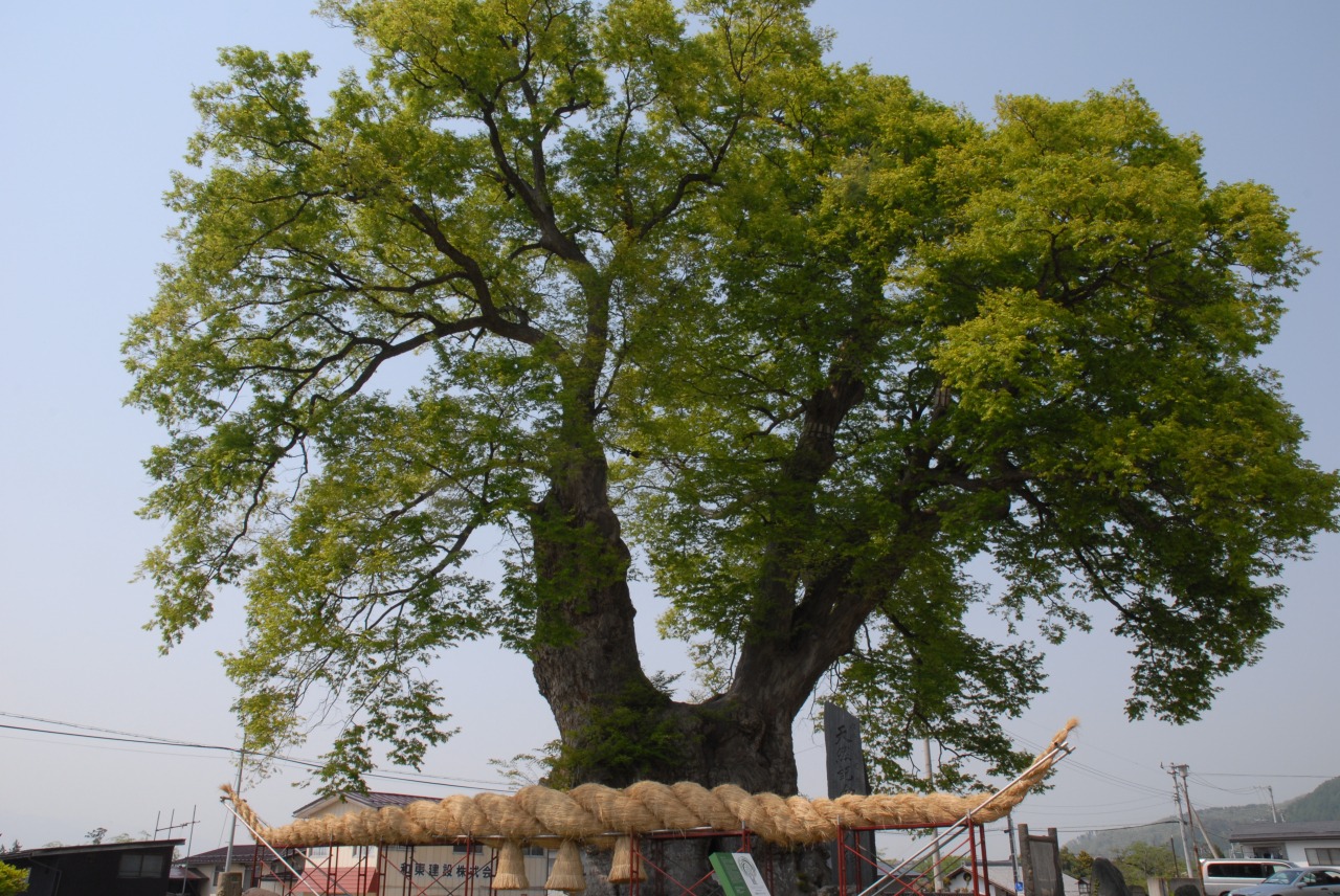 Big Zelkova of Higashine
