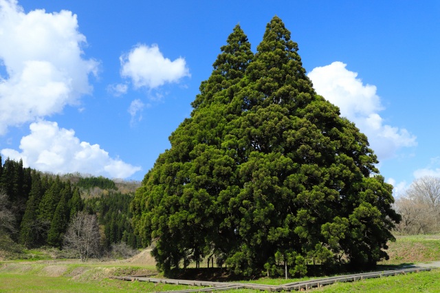 小杉の大杉(トトロの木)