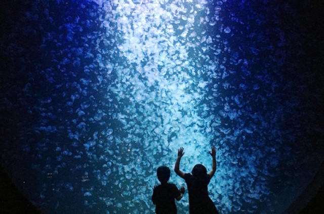 世界一のクラゲ水族館!東北エプソンアクアリウムかもすい