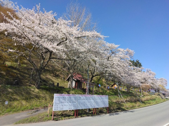 もがみ桜まつり