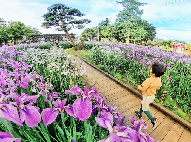 長井あやめ公園