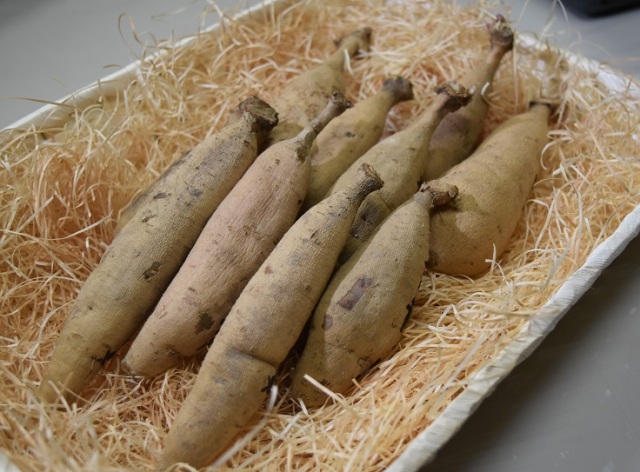 川西町 ダリア球根直売会【2026】