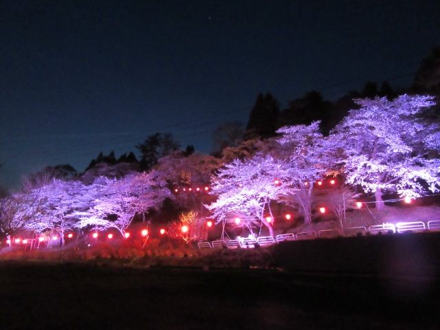 愛宕山の桜ライトアップ