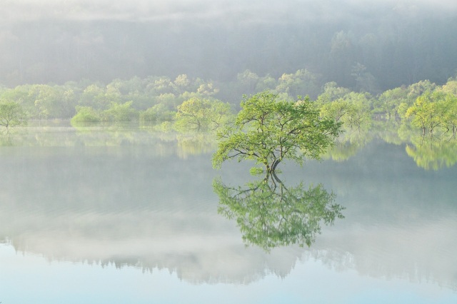 春限定の神秘的な光景