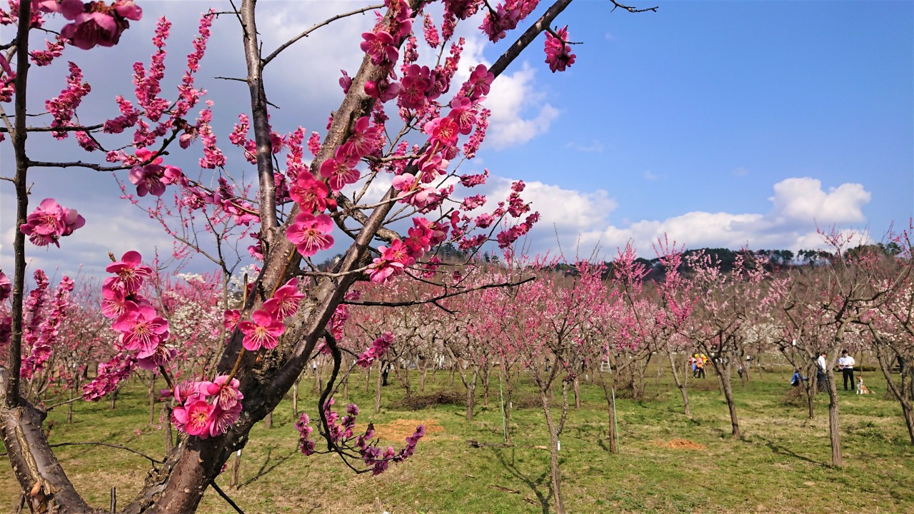 慶助さんの梅林