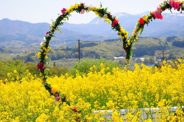 ヴェンテンガルテン 菜の花畑