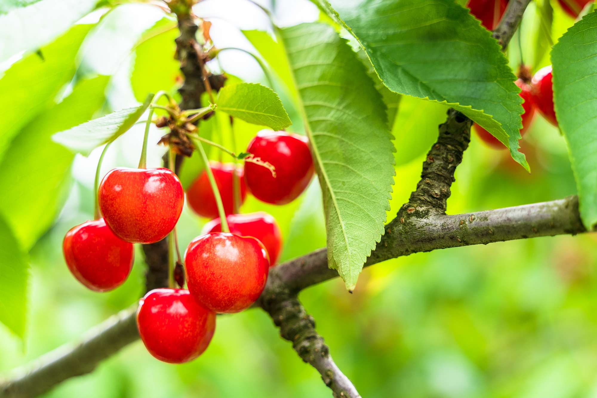 今が旬!採れたてさくらんぼを心ゆくまで味わって