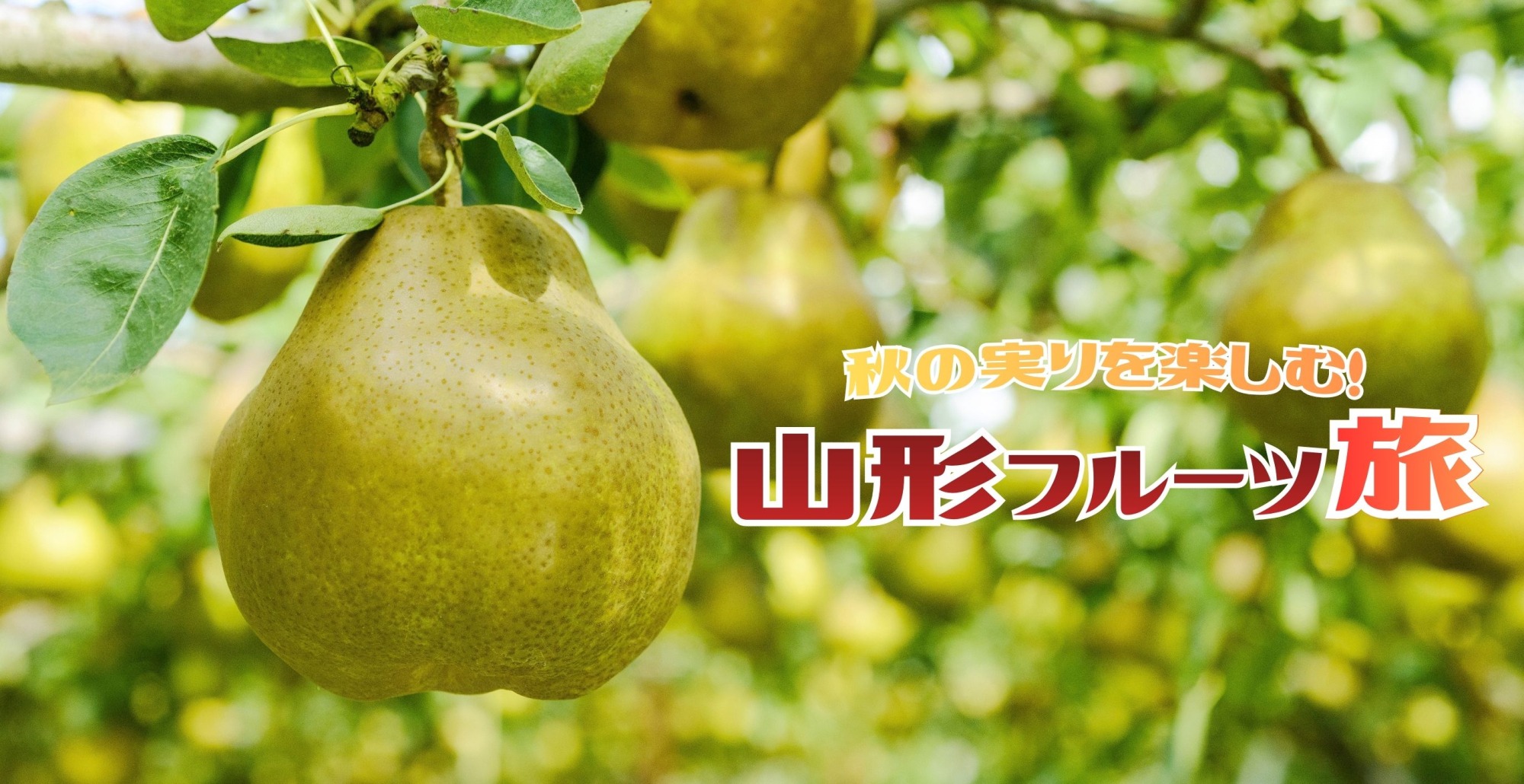 新しい特集記事を更新しました!